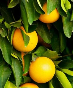 Brighter Blooms Ruby Red Grapefruit Tree