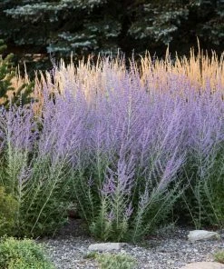 Brighter Blooms Russian Sage Ornamental Grasses