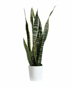 Brighter Blooms SHOP ALL Snake Plant