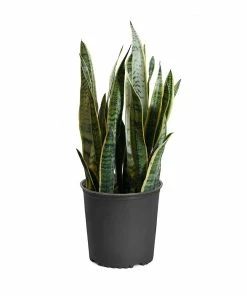 Brighter Blooms SHOP ALL Snake Plant