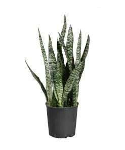 Brighter Blooms SHOP ALL Snake Plant
