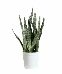 Brighter Blooms SHOP ALL Snake Plant