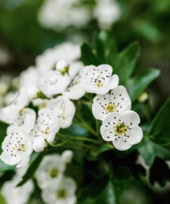Brighter Blooms Snow White Indian Hawthorn Shrub