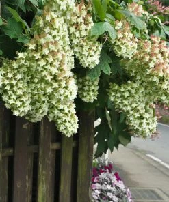 Brighter Blooms Snowcicle Hydrangea Shrub Shrubs & Hedges 8 Brighter Blooms Snowcicle Hydrangea Shrub Shrubs & Hedges