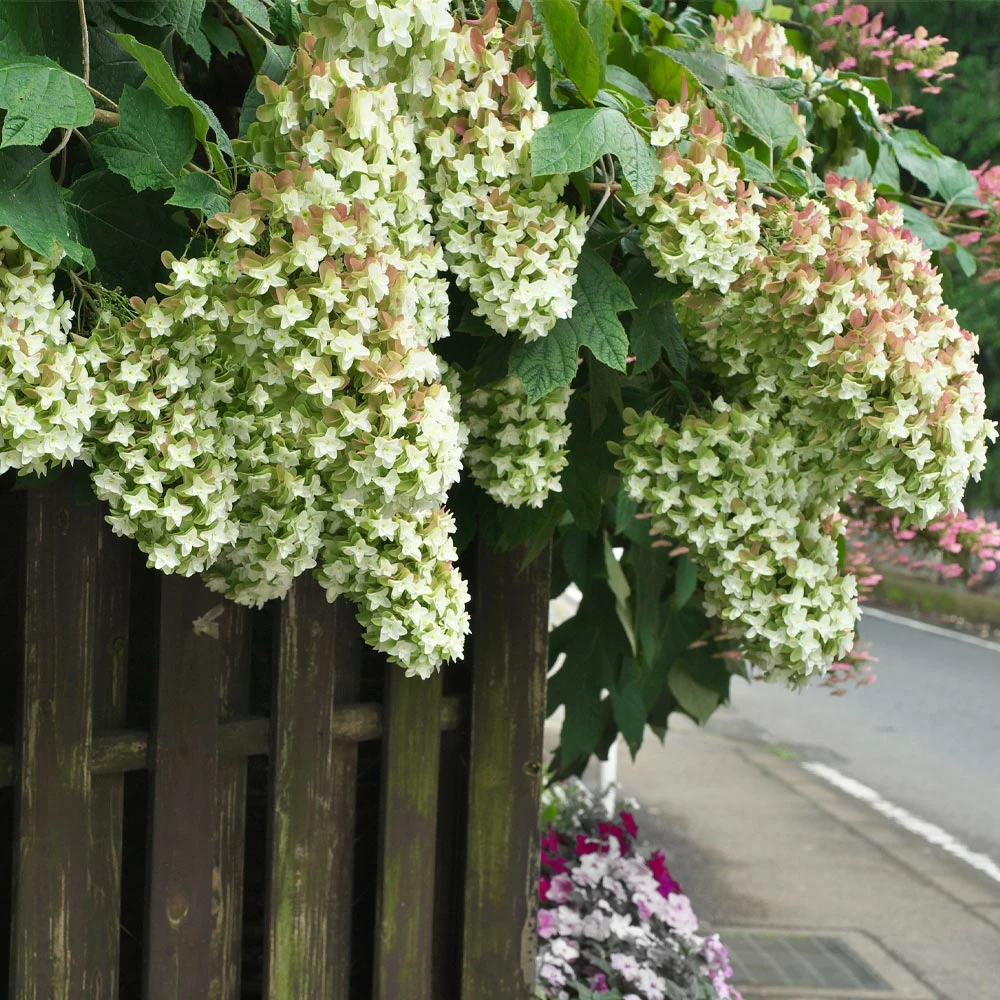 Brighter Blooms Snowcicle Hydrangea Shrub Shrubs & Hedges 4 Brighter Blooms Snowcicle Hydrangea Shrub Shrubs & Hedges