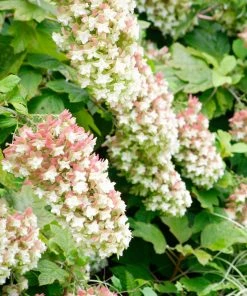 Brighter Blooms Snowcicle Hydrangea Shrub Shrubs & Hedges