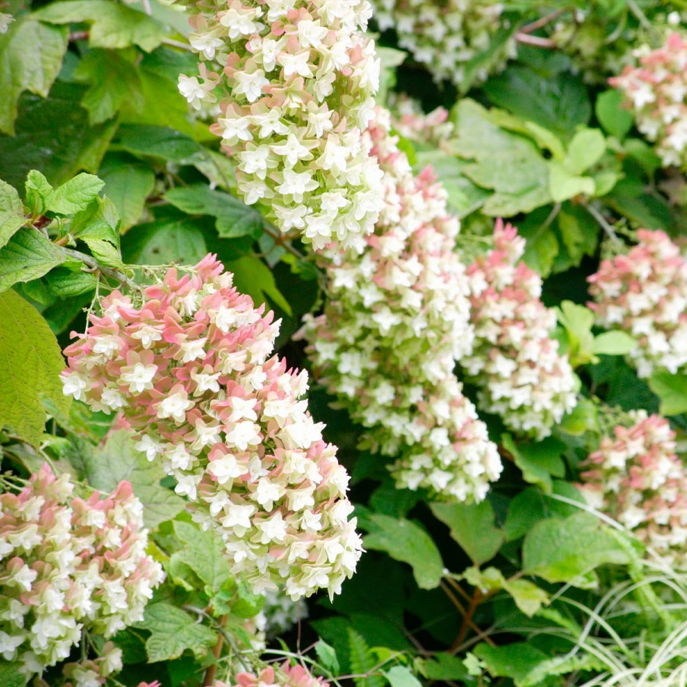 Brighter Blooms Snowcicle Hydrangea Shrub Shrubs & Hedges 2 Brighter Blooms Snowcicle Hydrangea Shrub Shrubs & Hedges