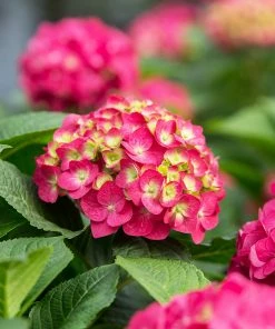 Brighter Blooms Endless Summer® Summer Crush® Big Leaf Hydrangea Shrub Shrubs & Hedges