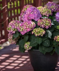 Brighter Blooms Endless Summer® Summer Crush® Big Leaf Hydrangea Shrub Shrubs & Hedges