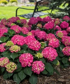 Brighter Blooms Endless Summer® Summer Crush® Big Leaf Hydrangea Shrub Shrubs & Hedges