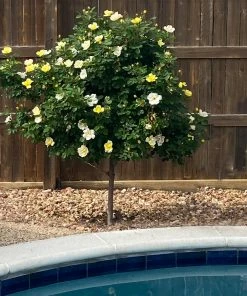 Brighter Blooms Roses Sunny Knock Out® Rose Tree 6 Brighter Blooms Roses Sunny Knock Out® Rose Tree