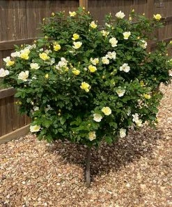Brighter Blooms Roses Sunny Knock Out® Rose Tree