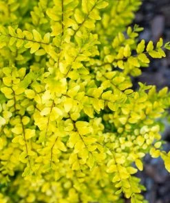Brighter Blooms Sunshine Ligustrum Privet Hedge Plants For Sandy Soil 9 Brighter Blooms Sunshine Ligustrum Privet Hedge Plants For Sandy Soil