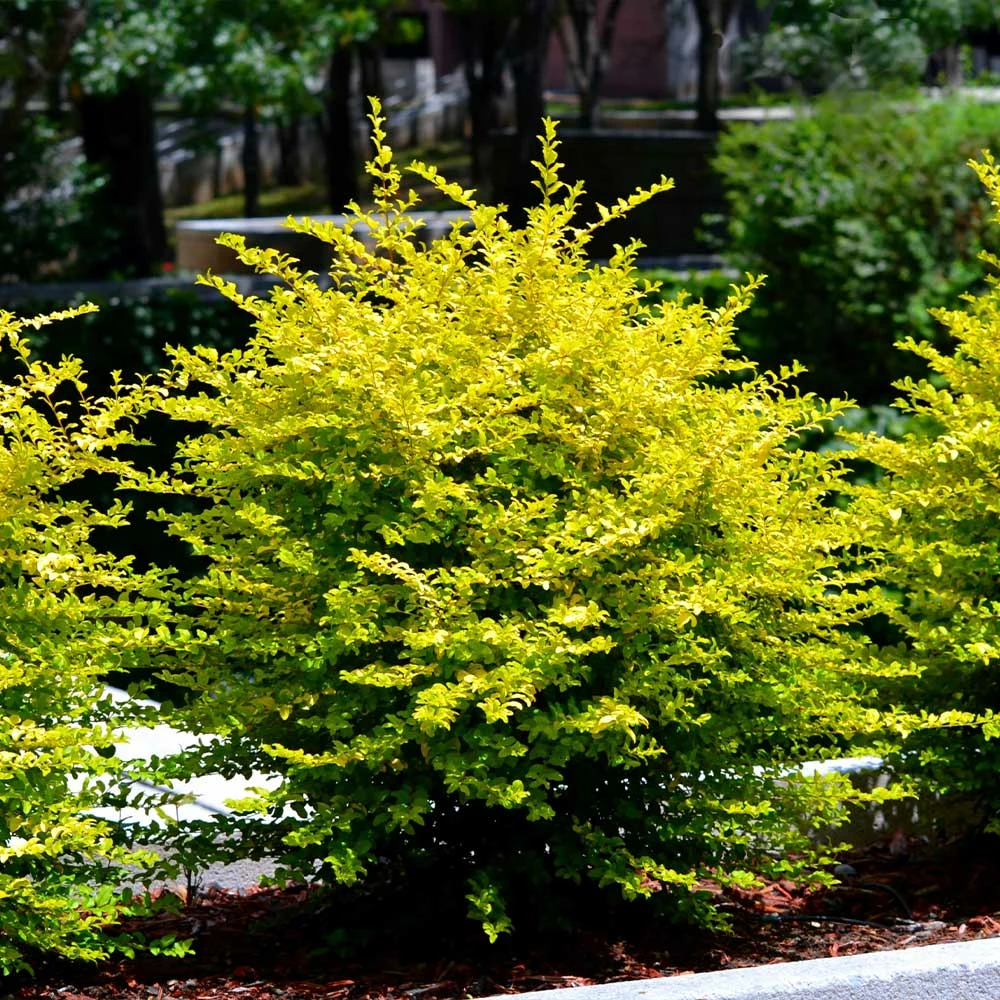 Brighter Blooms Sunshine Ligustrum Privet Hedge Plants For Sandy Soil 2 Brighter Blooms Sunshine Ligustrum Privet Hedge Plants For Sandy Soil