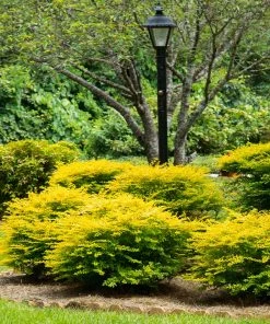 Brighter Blooms Sunshine Ligustrum Privet Hedge Plants For Sandy Soil 10 Brighter Blooms Sunshine Ligustrum Privet Hedge Plants For Sandy Soil