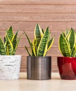 Brighter Blooms SHOP ALL Snake Plant