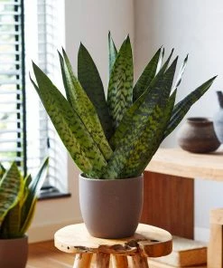 Brighter Blooms SHOP ALL Snake Plant