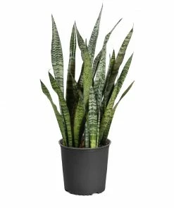 Brighter Blooms SHOP ALL Snake Plant