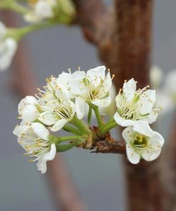 Brighter Blooms Santa Rosa Plum Tree