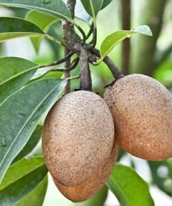 Brighter Blooms Sapodilla Tree SHOP ALL 6 Brighter Blooms Sapodilla Tree SHOP ALL