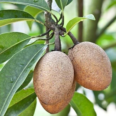 Brighter Blooms Sapodilla Tree SHOP ALL 3 Brighter Blooms Sapodilla Tree SHOP ALL