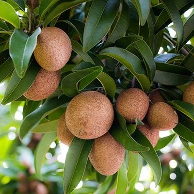 Brighter Blooms Sapodilla Tree SHOP ALL 4 Brighter Blooms Sapodilla Tree SHOP ALL