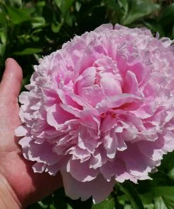 Brighter Blooms Sarah Bernhardt Peony Perennials 7 Brighter Blooms Sarah Bernhardt Peony Perennials