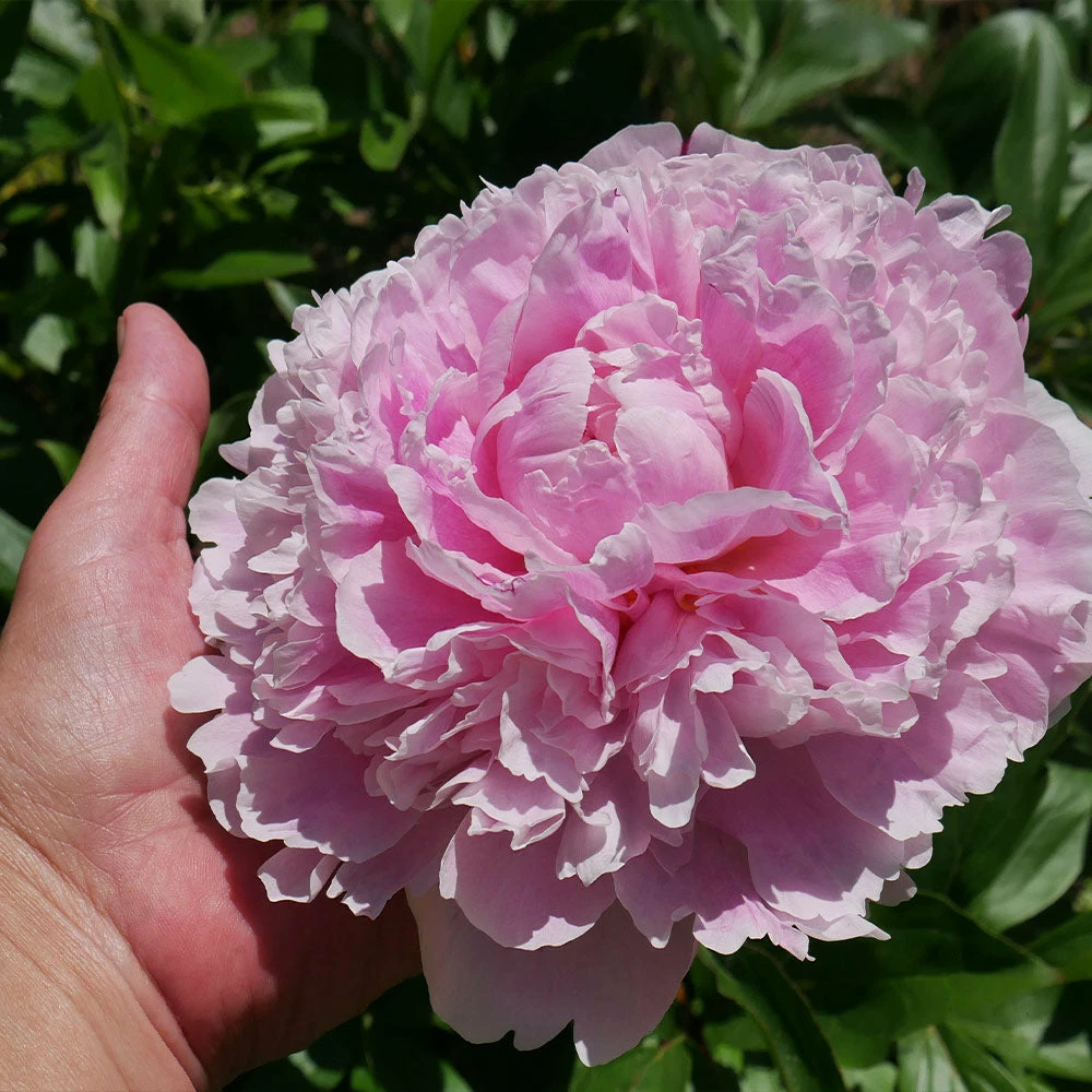Brighter Blooms Sarah Bernhardt Peony Perennials 4 Brighter Blooms Sarah Bernhardt Peony Perennials