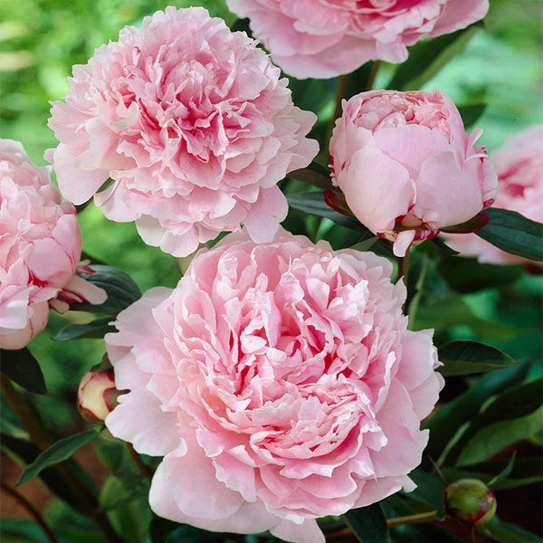 Brighter Blooms Sarah Bernhardt Peony Perennials 1 Brighter Blooms Sarah Bernhardt Peony Perennials