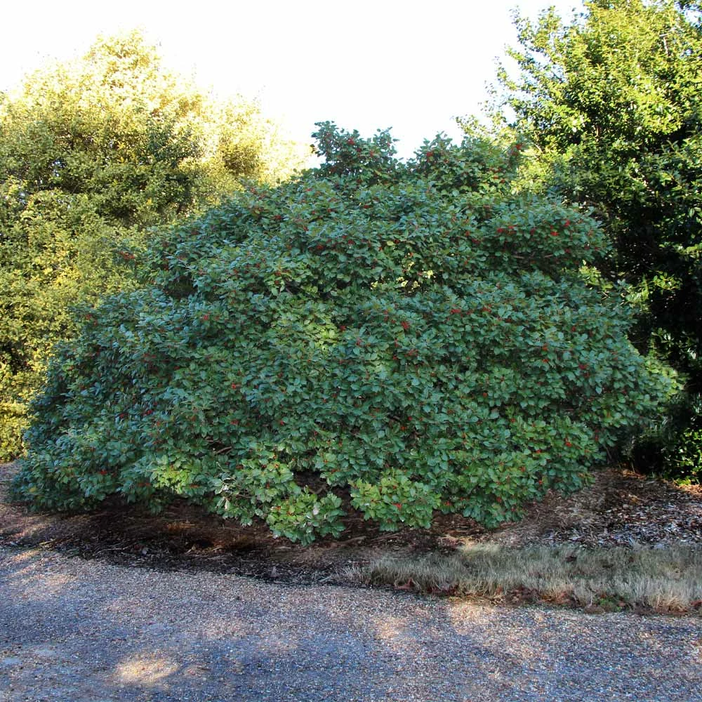 Brighter Blooms American Holly Tree 4 Brighter Blooms American Holly Tree