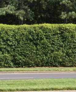 NO WARRANTY American Holly Tree SHOP ALL