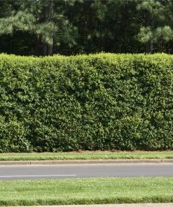 NO WARRANTY American Holly Tree SHOP ALL