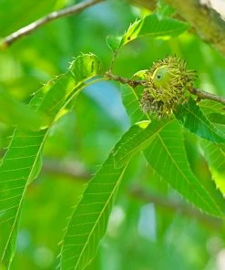 Brighter Blooms Shade Trees Sawtooth Oak Tree