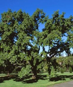 Brighter Blooms Shade Trees Sawtooth Oak Tree