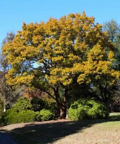 Brighter Blooms Shade Trees Sawtooth Oak Tree