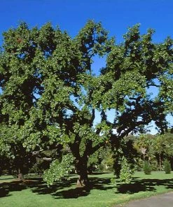 Brighter Blooms Shade Trees Sawtooth Oak Tree