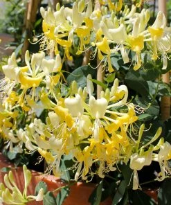 Brighter Blooms Scentsation Honeysuckle Vine