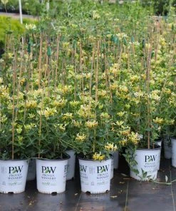 Brighter Blooms Scentsation Honeysuckle Vine