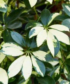 Brighter Blooms Variegated Dwarf Umbrella Tree - Schefflera Trinette House & Patio