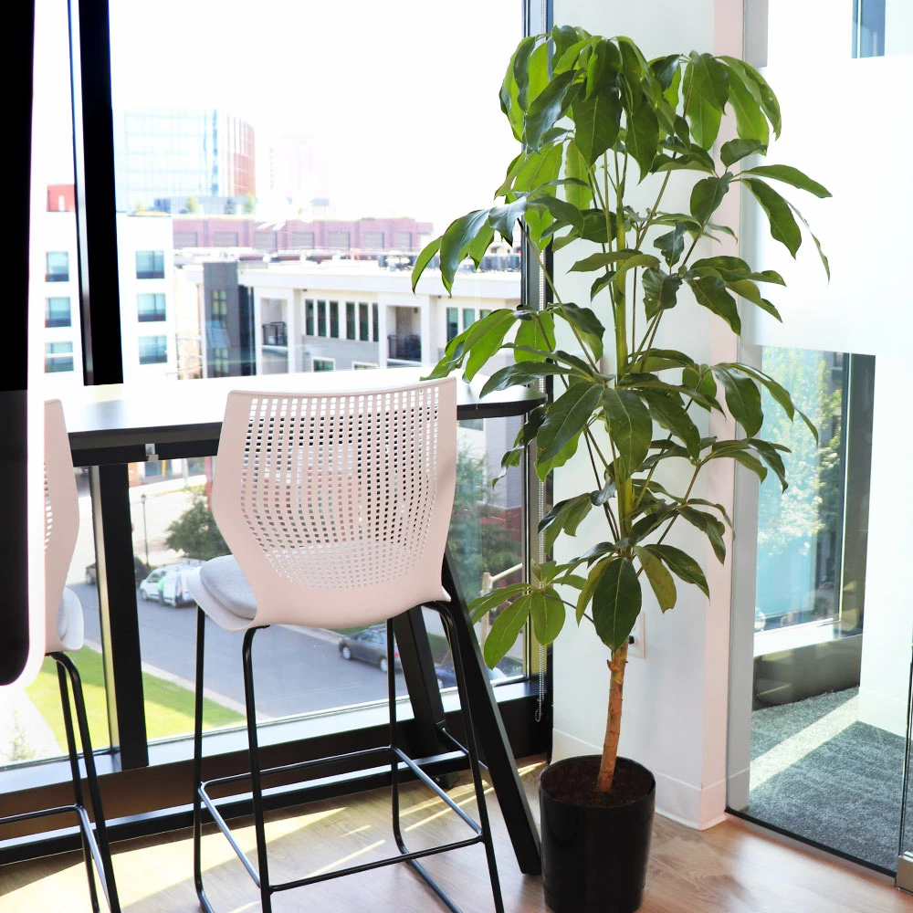 Brighter Blooms Umbrella Tree House & Patio 2 Brighter Blooms Umbrella Tree House & Patio