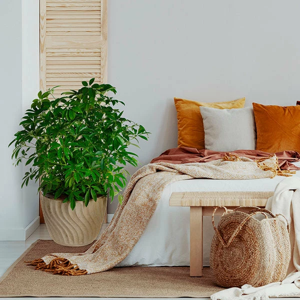 Brighter Blooms Dwarf Umbrella Tree House & Patio 1 Brighter Blooms Dwarf Umbrella Tree House & Patio