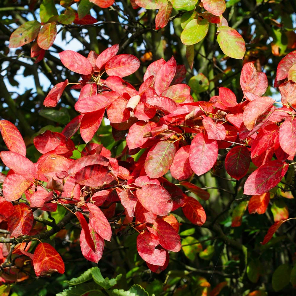Brighter Blooms Autumn Brilliance Serviceberry 3 Brighter Blooms Autumn Brilliance Serviceberry