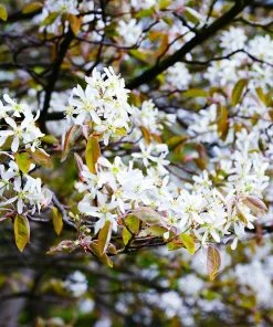 Brighter Blooms Autumn Brilliance Serviceberry 9 Brighter Blooms Autumn Brilliance Serviceberry