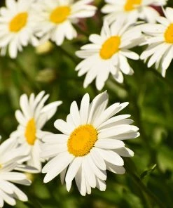 Brighter Blooms Becky Shasta Daisy Perennials 6 Brighter Blooms Becky Shasta Daisy Perennials