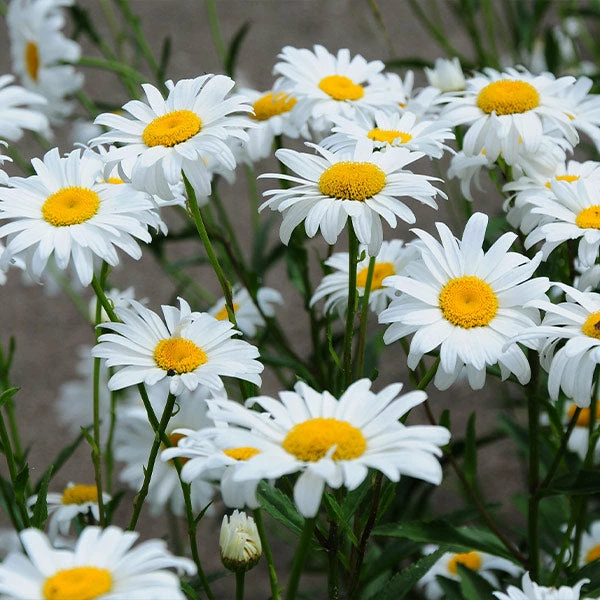 Brighter Blooms Becky Shasta Daisy Perennials 1 Brighter Blooms Becky Shasta Daisy Perennials