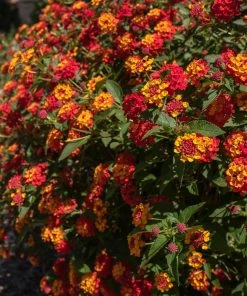 Brighter Blooms Perennials Shazam Lantana