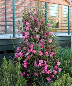 Brighter Blooms Shrubs & Hedges Shi-Shi Gashira Camellia Shrub