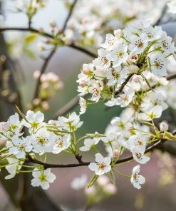Brighter Blooms Shinseiki Asian Pear Tree