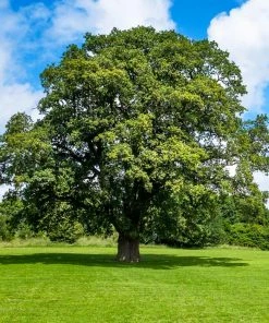 Brighter Blooms Shumard Oak Tree