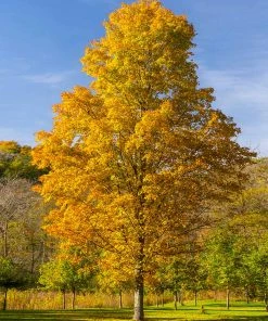 Brighter Blooms Silver Maple Tree
